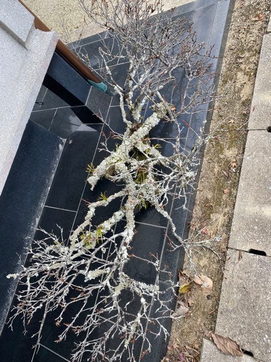 老梅 苔枝 古木 正月飾り 生け花 華道 用