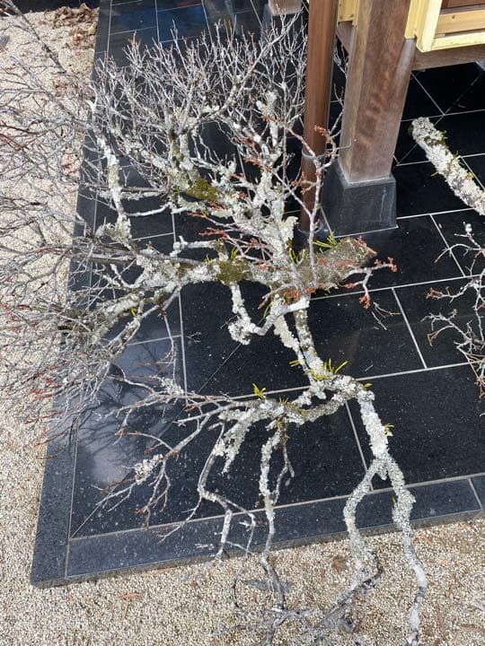 老梅 苔枝 古木 正月飾り 生け花 華道 用