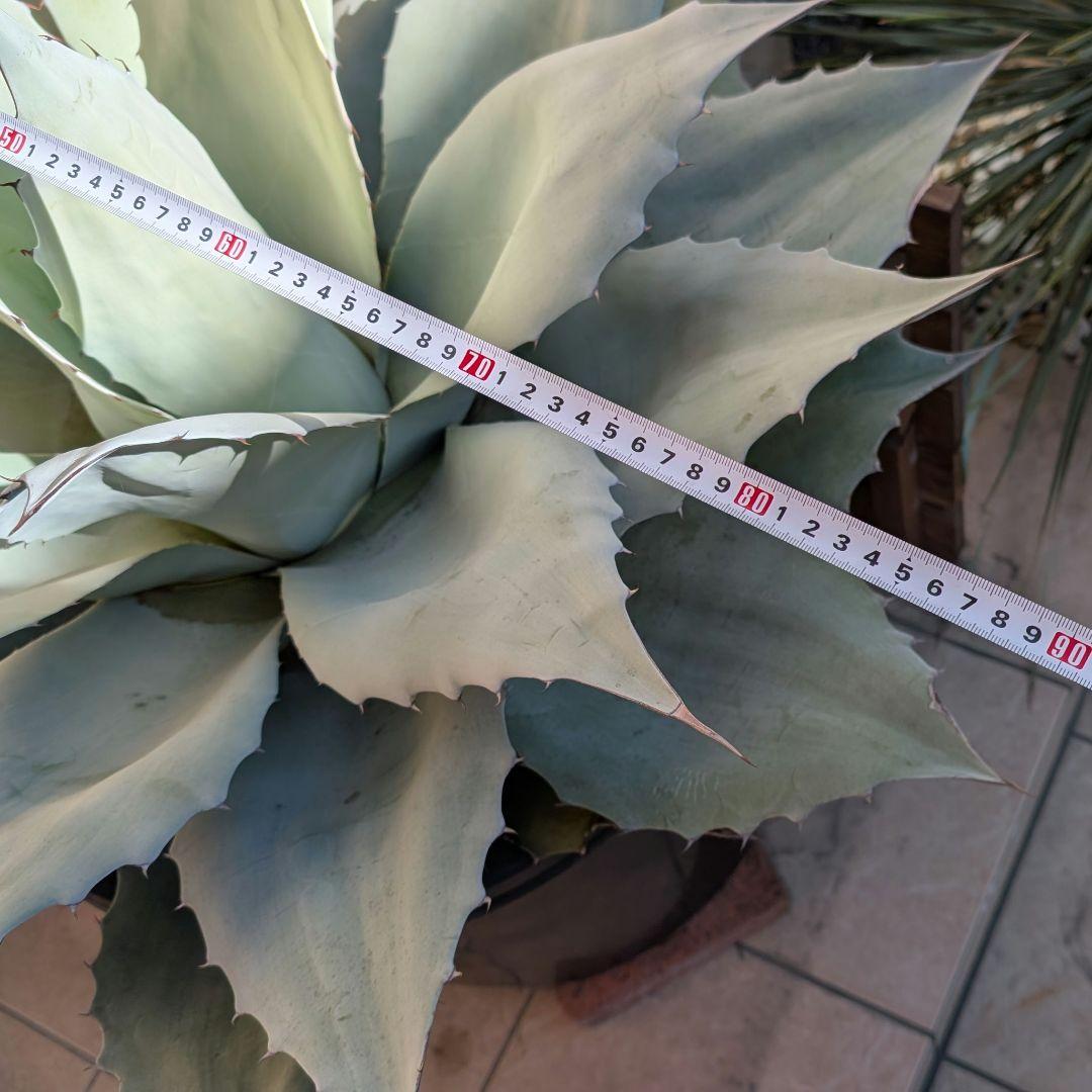 アガベ　オバティフォリアフロスティブルー　大株　鉢ごと　引き取り限定