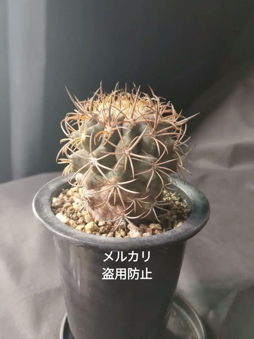 現地球 Copiapoa　コピアポア 銅羅丸　デュラ　輸入株　カキコ自根　貴重