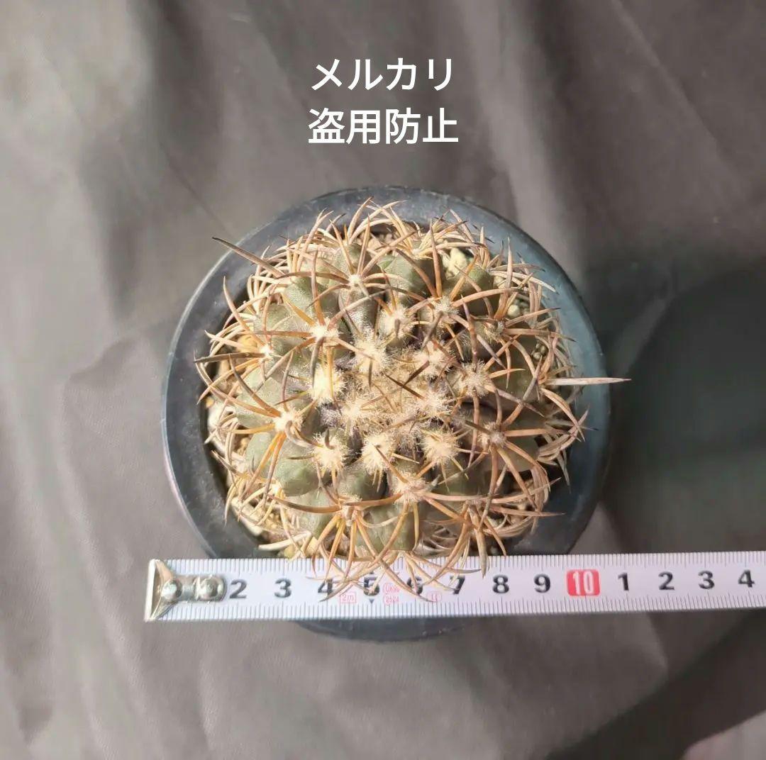 現地球 Copiapoa　コピアポア 銅羅丸　デュラ　輸入株　カキコ自根　貴重