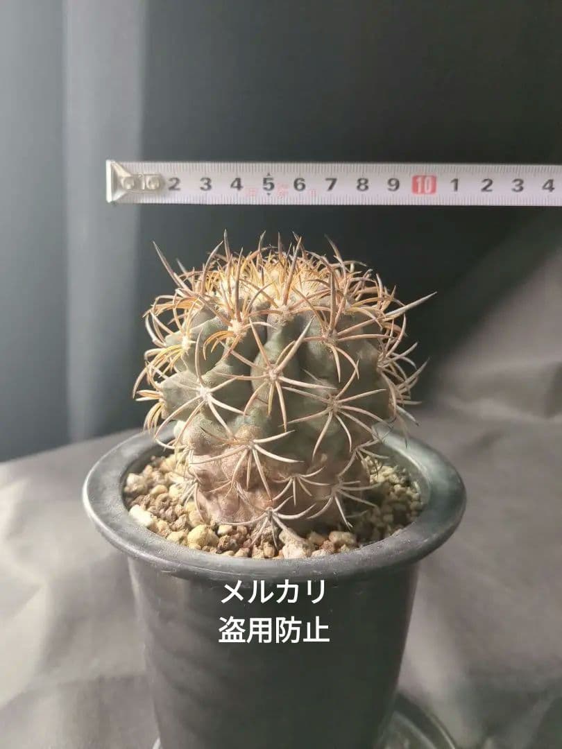 現地球 Copiapoa　コピアポア 銅羅丸　デュラ　輸入株　カキコ自根　貴重
