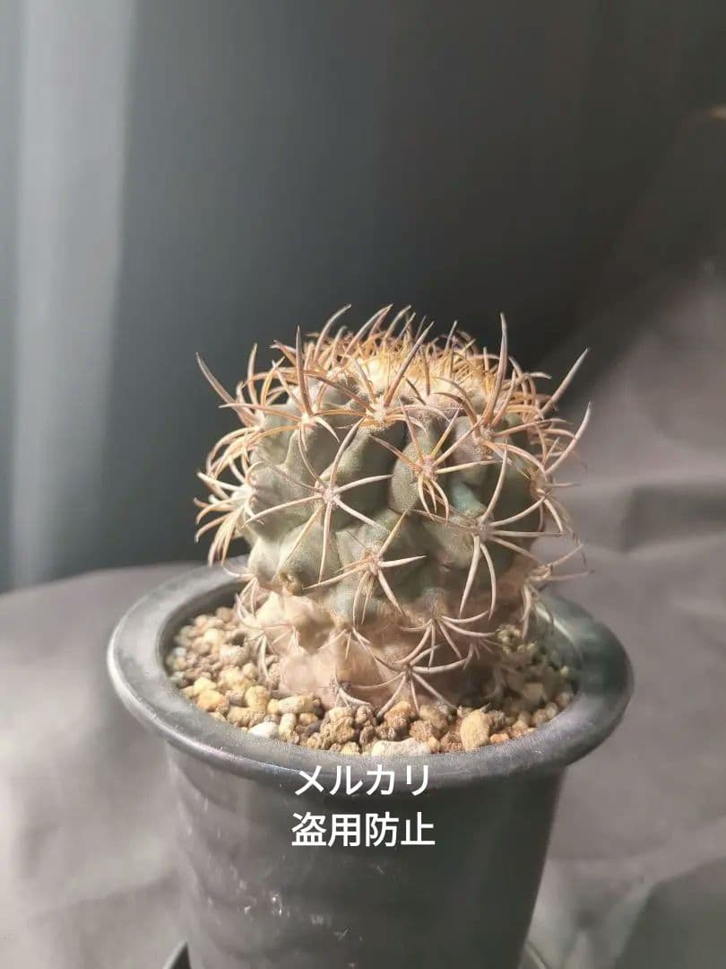現地球 Copiapoa　コピアポア 銅羅丸　デュラ　輸入株　カキコ自根　貴重
