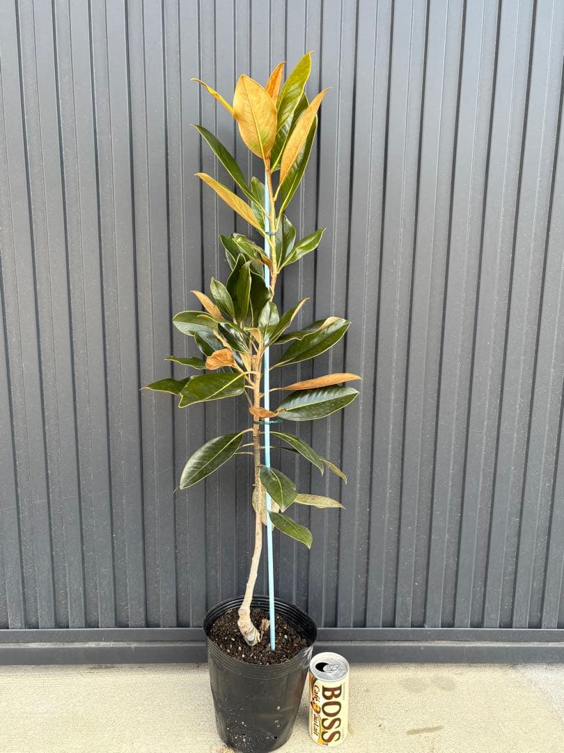 ◆タイサンボク　リトルジェム◆接木◆シンボルツリー◆