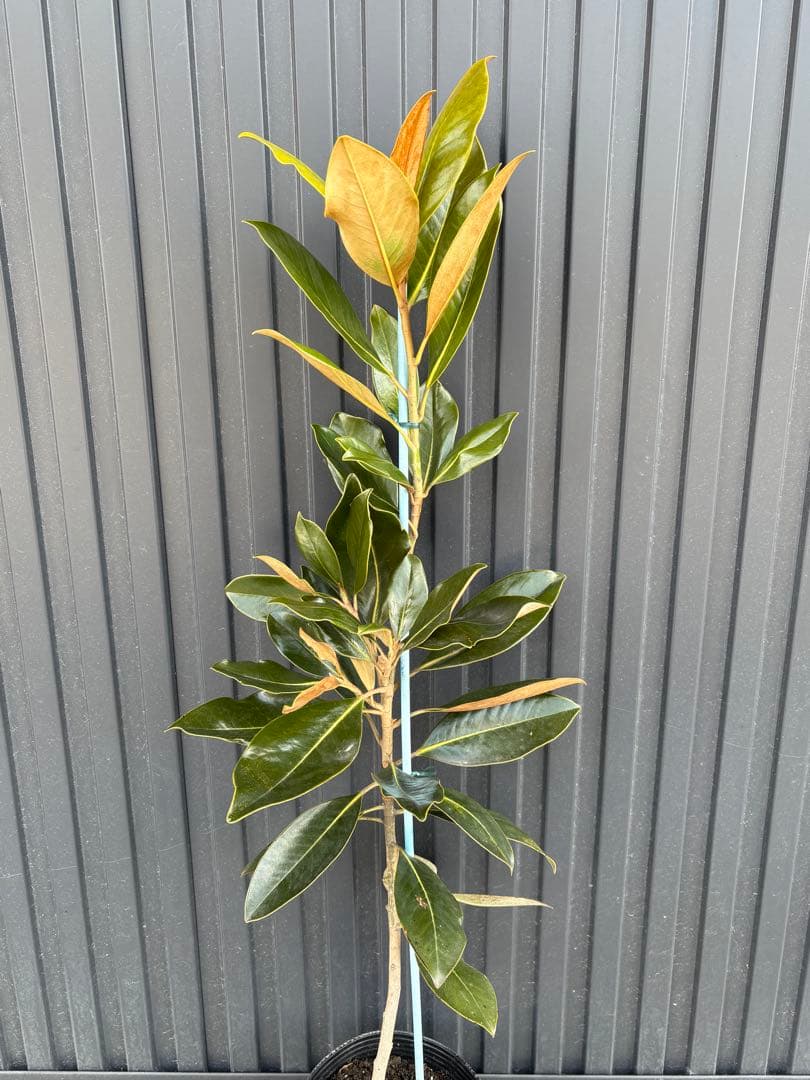 ‼️タイムセール‼️◆タイサンボク　リトルジェム◆接木◆シンボルツリー◆