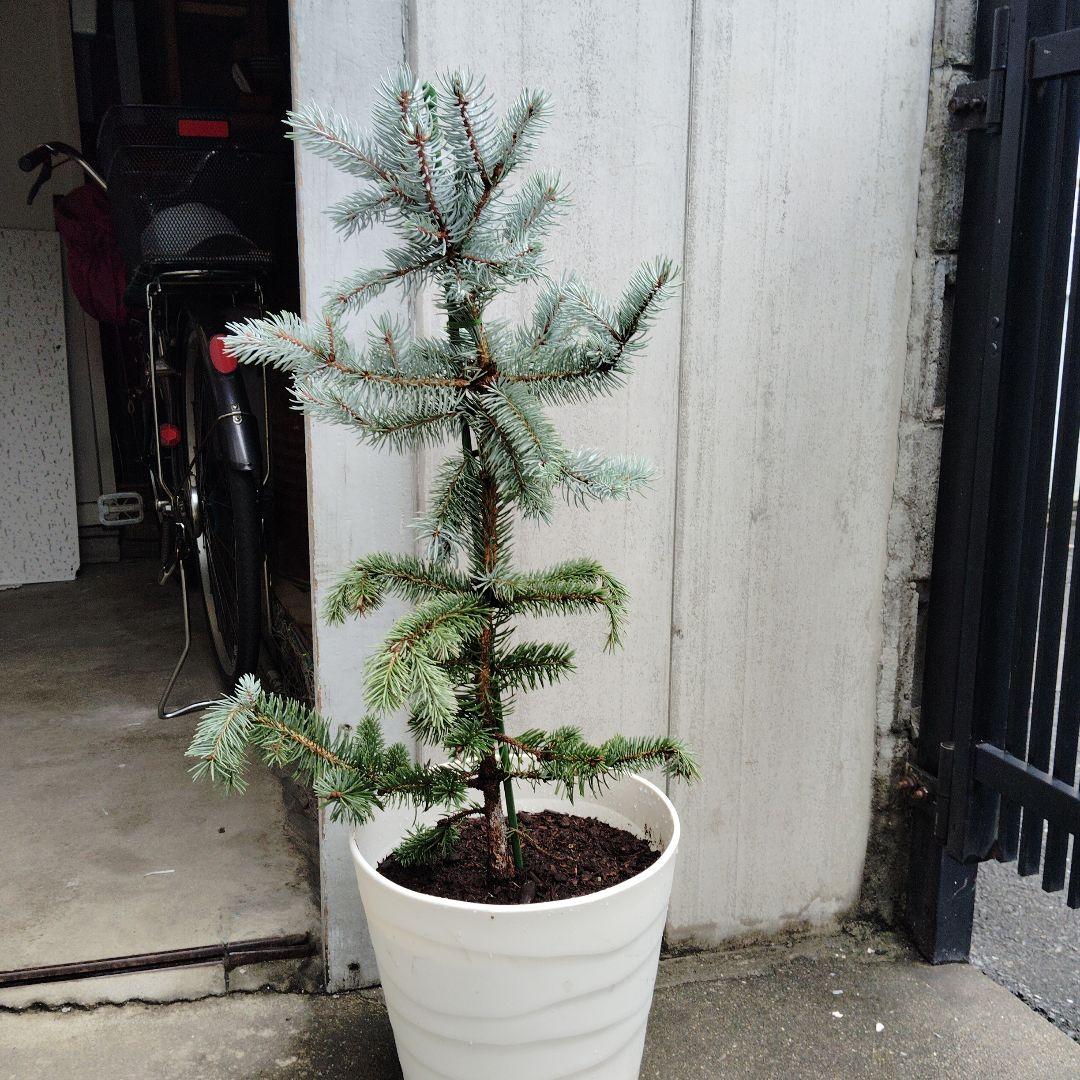 現品、もみの木の苗※プンゲンストウヒ　ホプシー！スーパーブルーではありません！