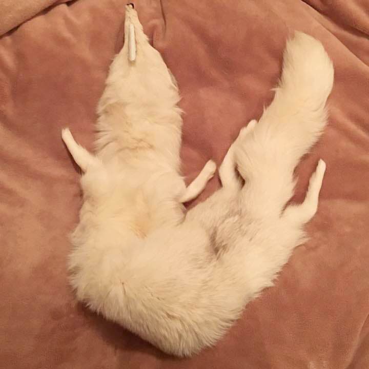 新品未使用❣高級リアルフォックスのストール