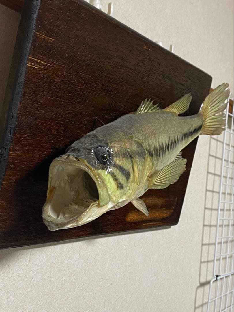 c*s様 リアル ブラックバス 置物 約41~42cm 剥製