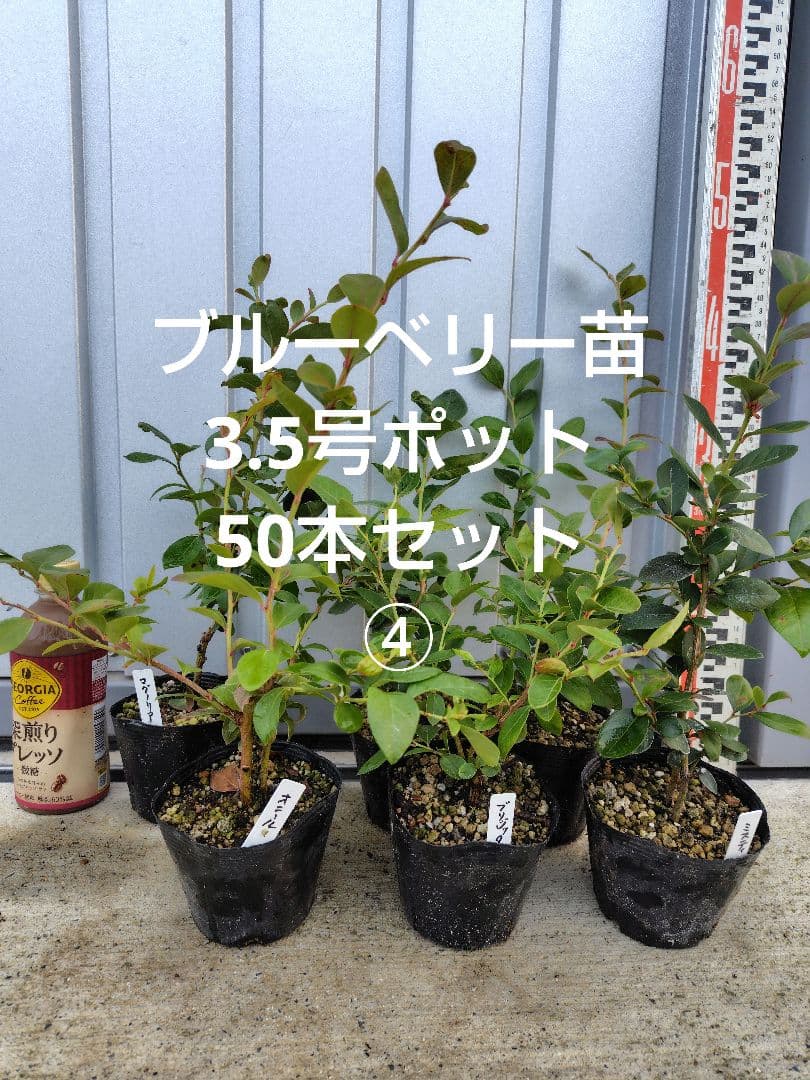 ブルーベリー苗3.5号ポット50本セット④