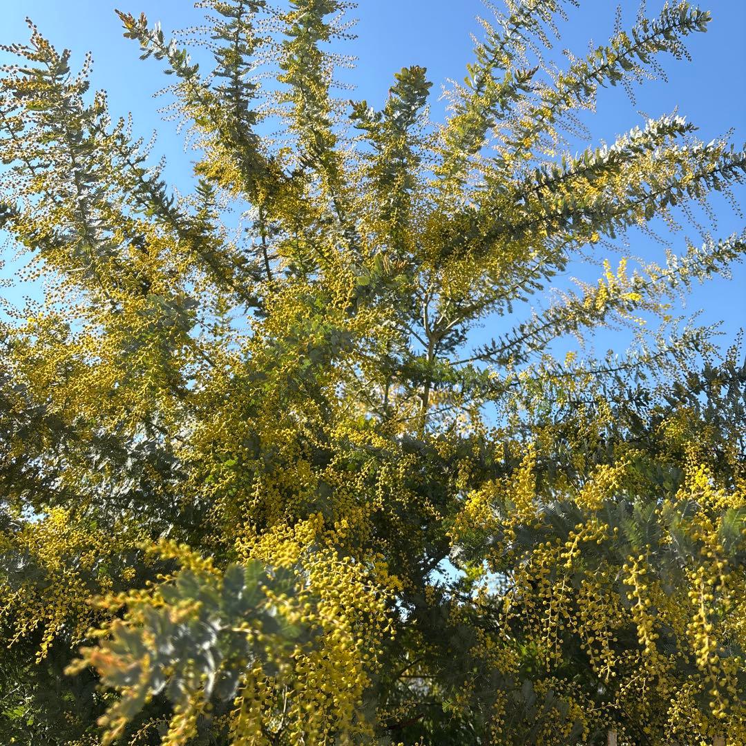 【ぶるーべりーじゃむさま専用】②フレッシュミモザ　無農薬　100サイズたっぷり