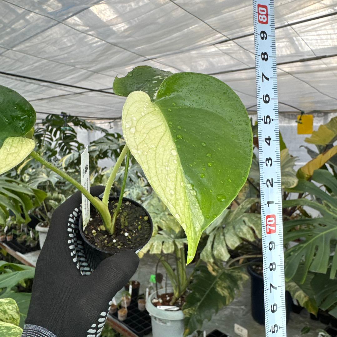 M1モンステラ　デリシオーサ　ミント　斑入り