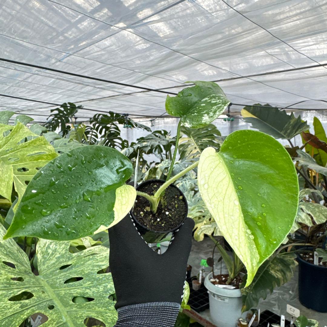 M1モンステラ　デリシオーサ　ミント　斑入り