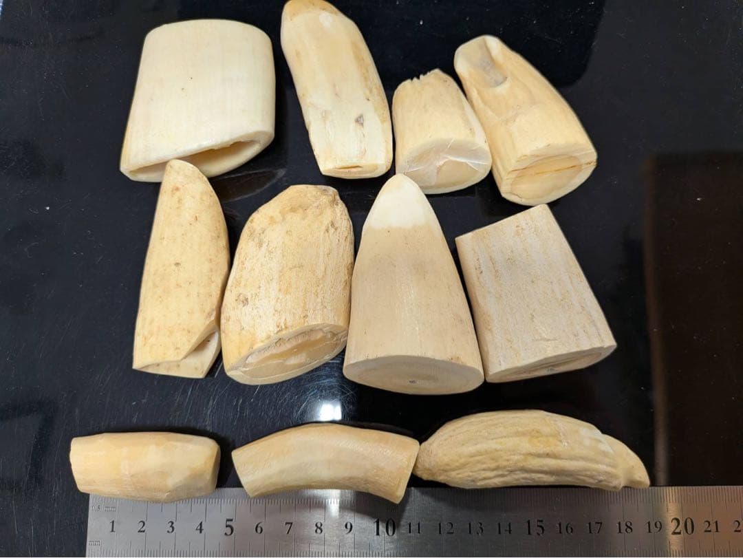 マッコウクジラの歯