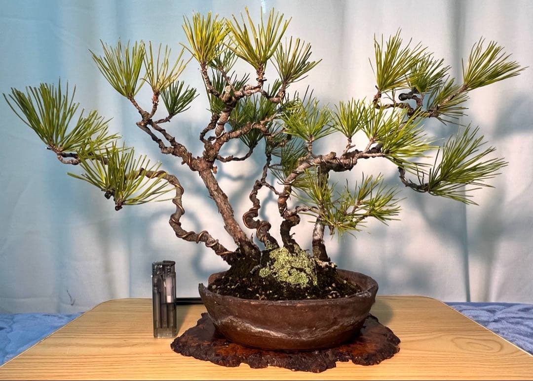 黒松　古木　寄せ植え