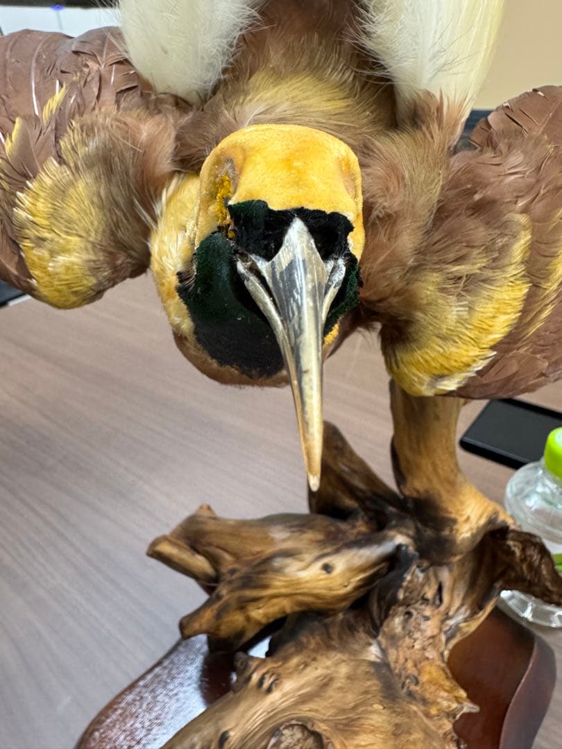 淡*雪様 鳥の標本 極楽鳥　インドネシア　剥製