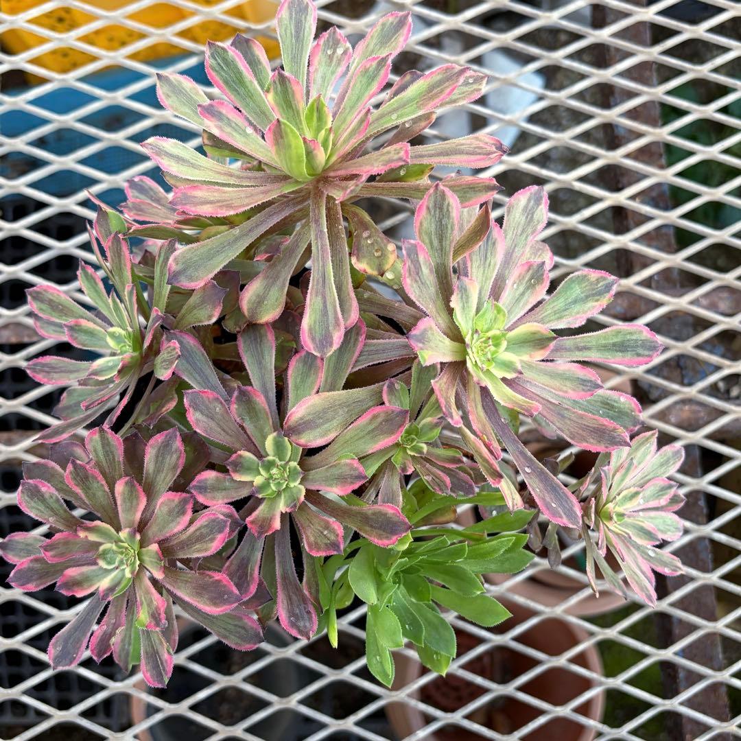 アエオニウム　ピンクディジー　極上花顔株‼️抜き苗　多肉植物