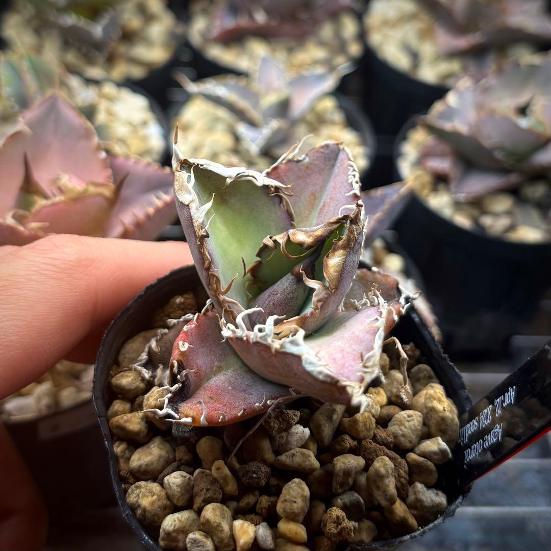 【植物野郎】アガベ オテロイ 実生株 セット