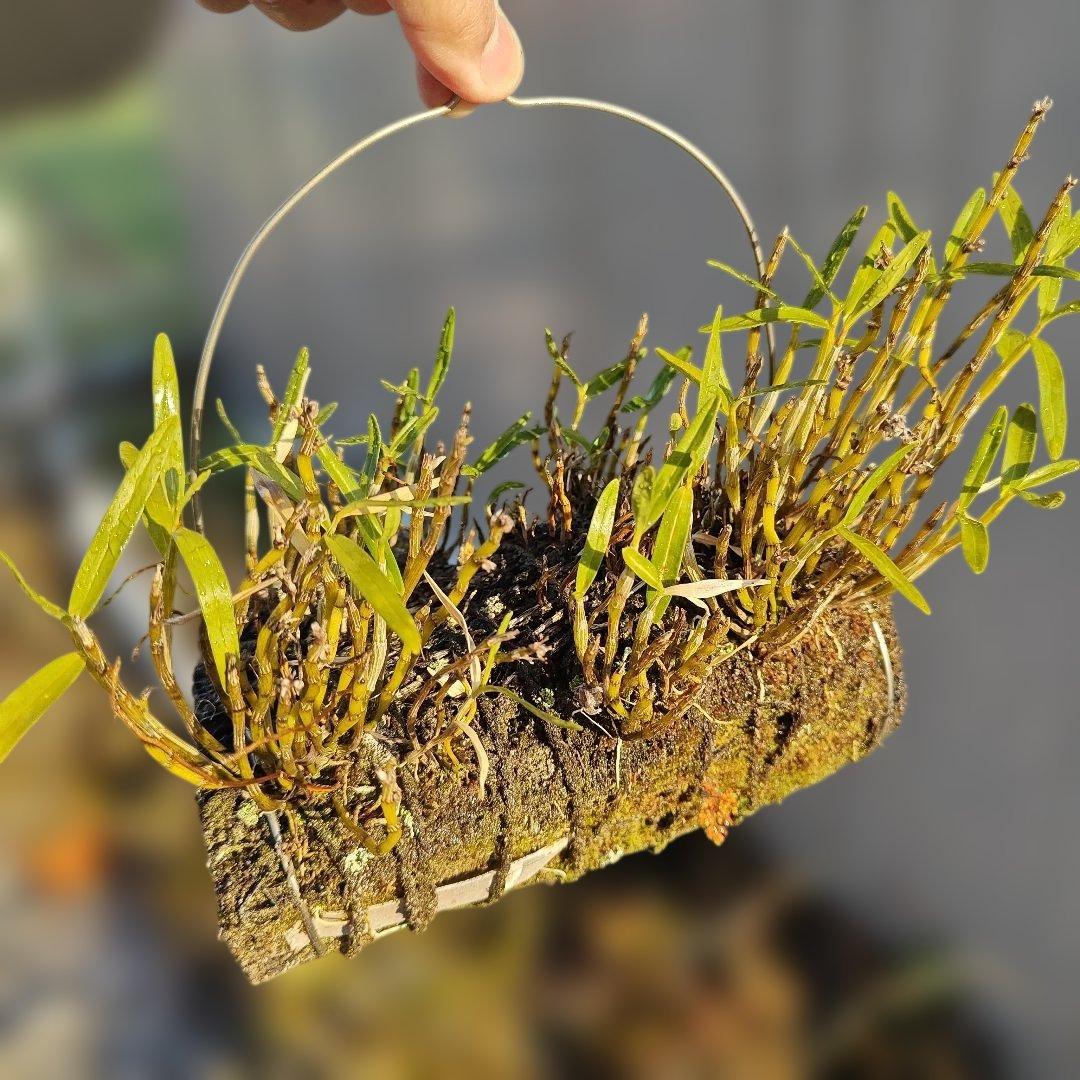 セッコク 富貴蘭 株分け前 ほかにもあります