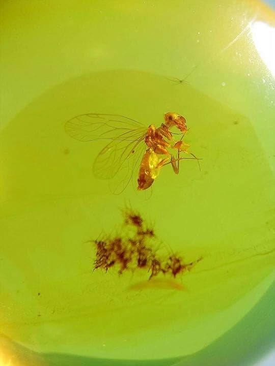 アンバー 琥珀 虫入り琥珀 ホソヒラタアブ  天然石  虫入り 価値上がる