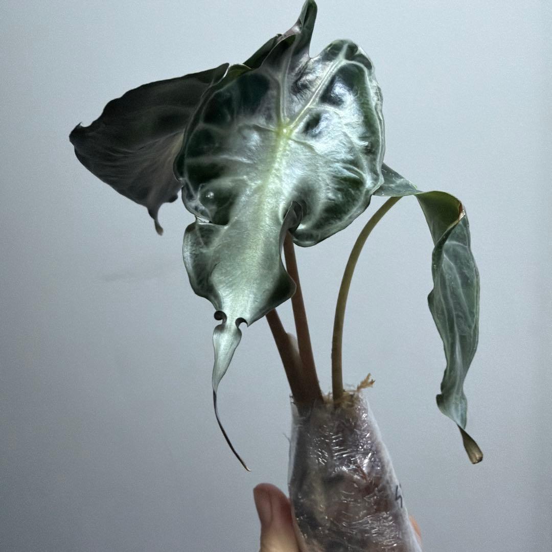 アロカシア ヴェノム Alocasia 'Venom' 管理番号s221