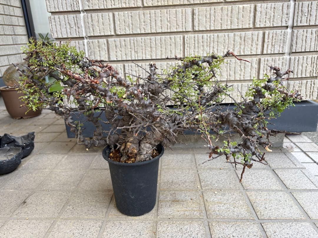 コミフォラ　エイル