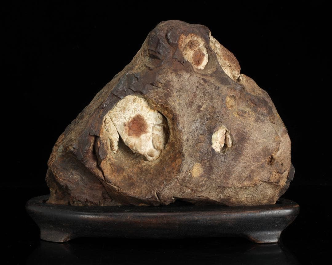 菊花石 花紋石 台座付 3.6kg 鑑賞石 原石 自然石 美石 水石 盆石 飾石