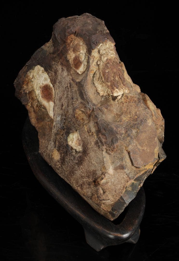 菊花石 花紋石 台座付 3.6kg 鑑賞石 原石 自然石 美石 水石 盆石 飾石