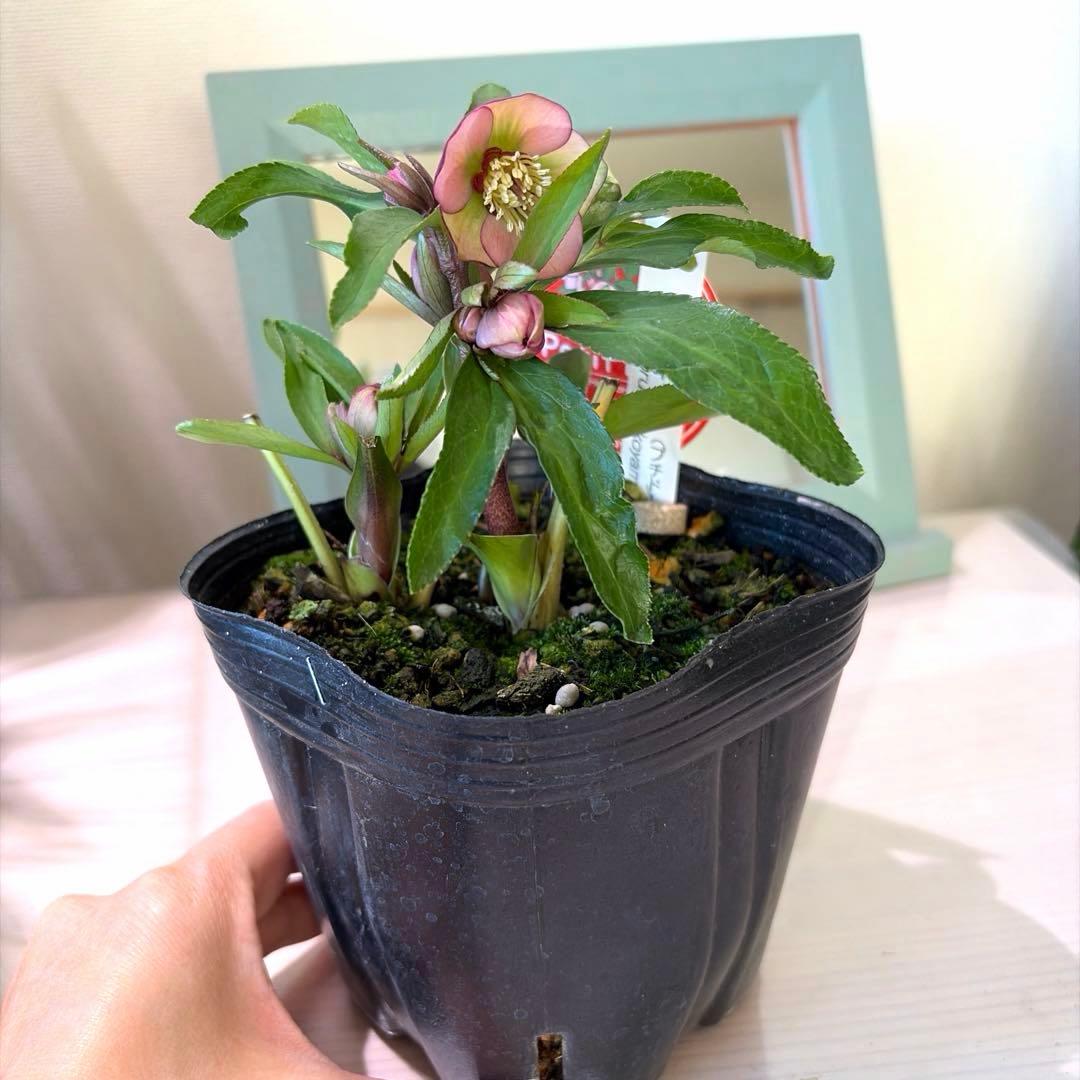 【横山園芸】クリスマスローズ ベビードール《1/5》