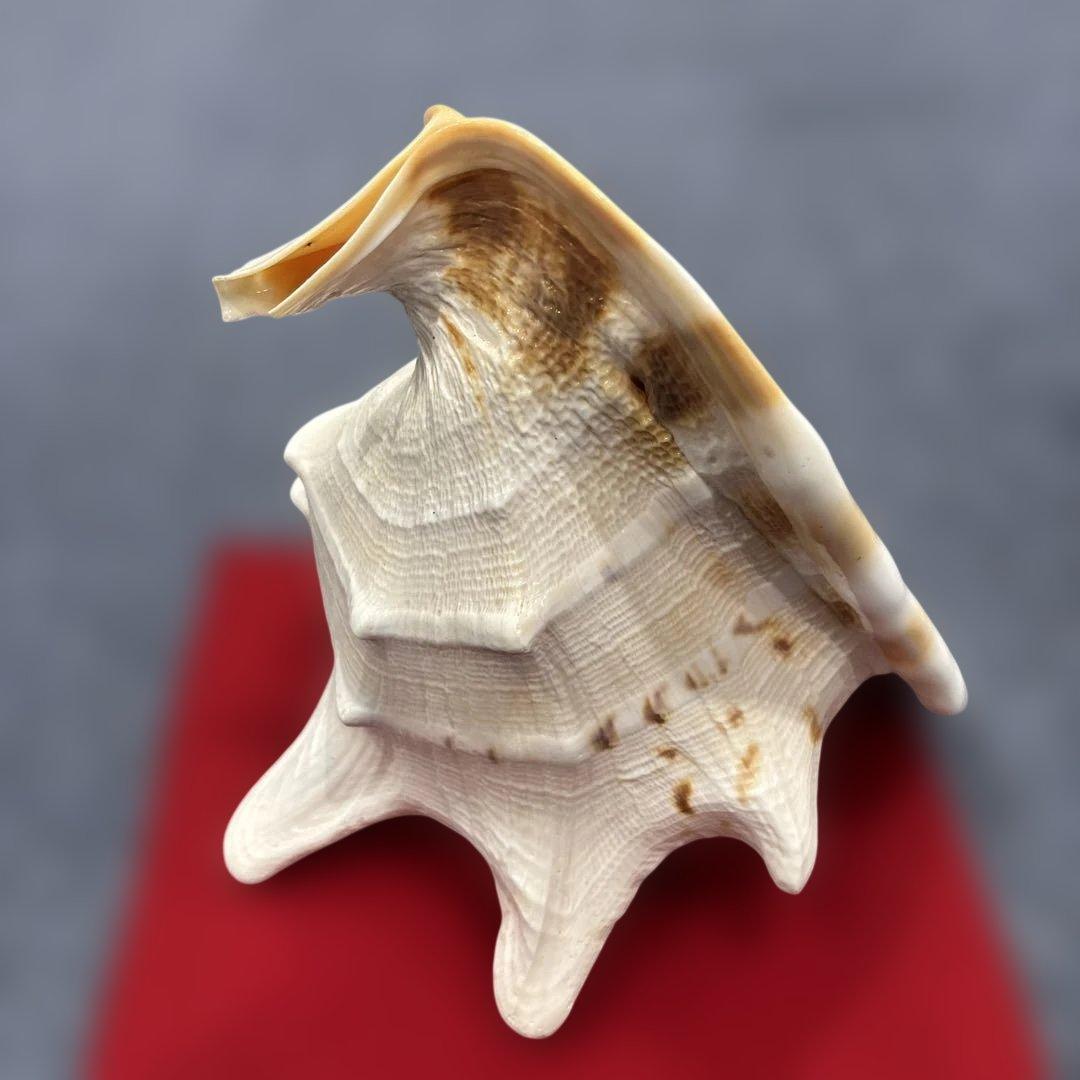 古代桃色法螺貝（ピンク貝）法螺貝　ほら貝　 ホラガイコンク貝笛