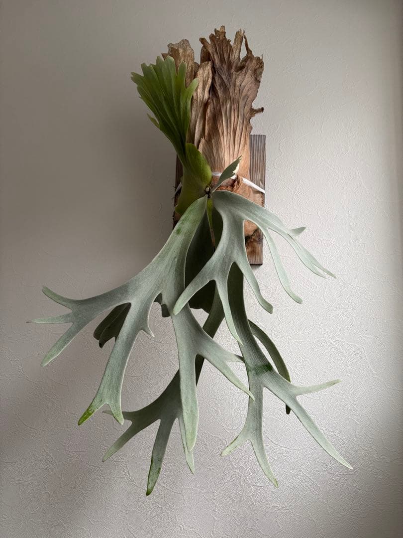 P. willinckii 'White Dress' 大株 現品 ビカクシダ