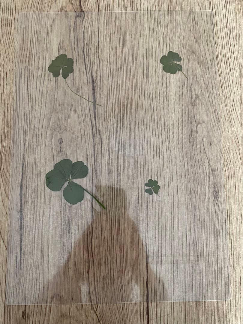 四葉　4つ　ラミネート