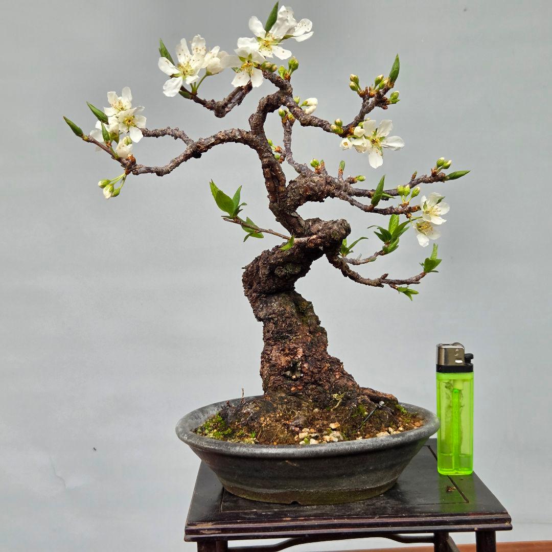 すもも　[模様木]　貴風盆栽