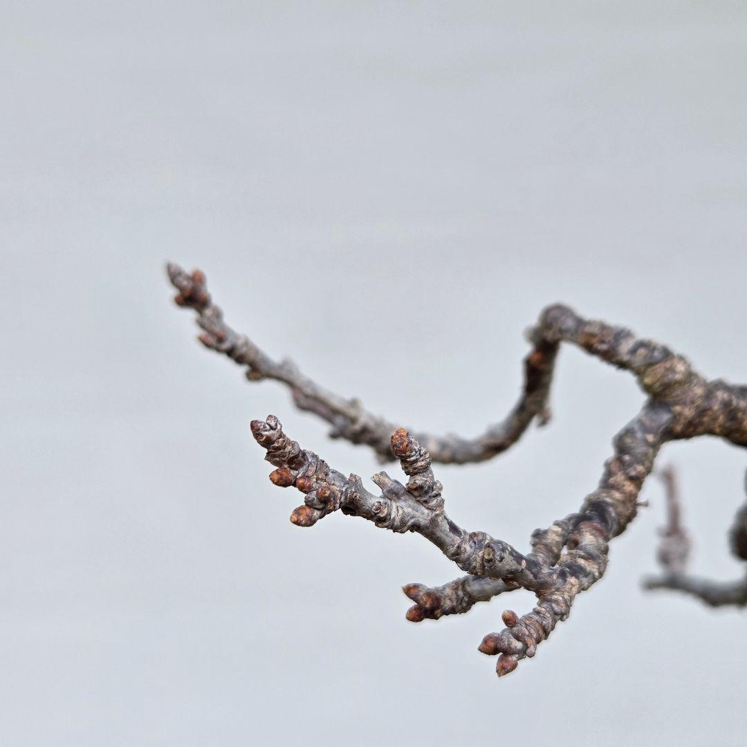 すもも　[模様木]　貴風盆栽