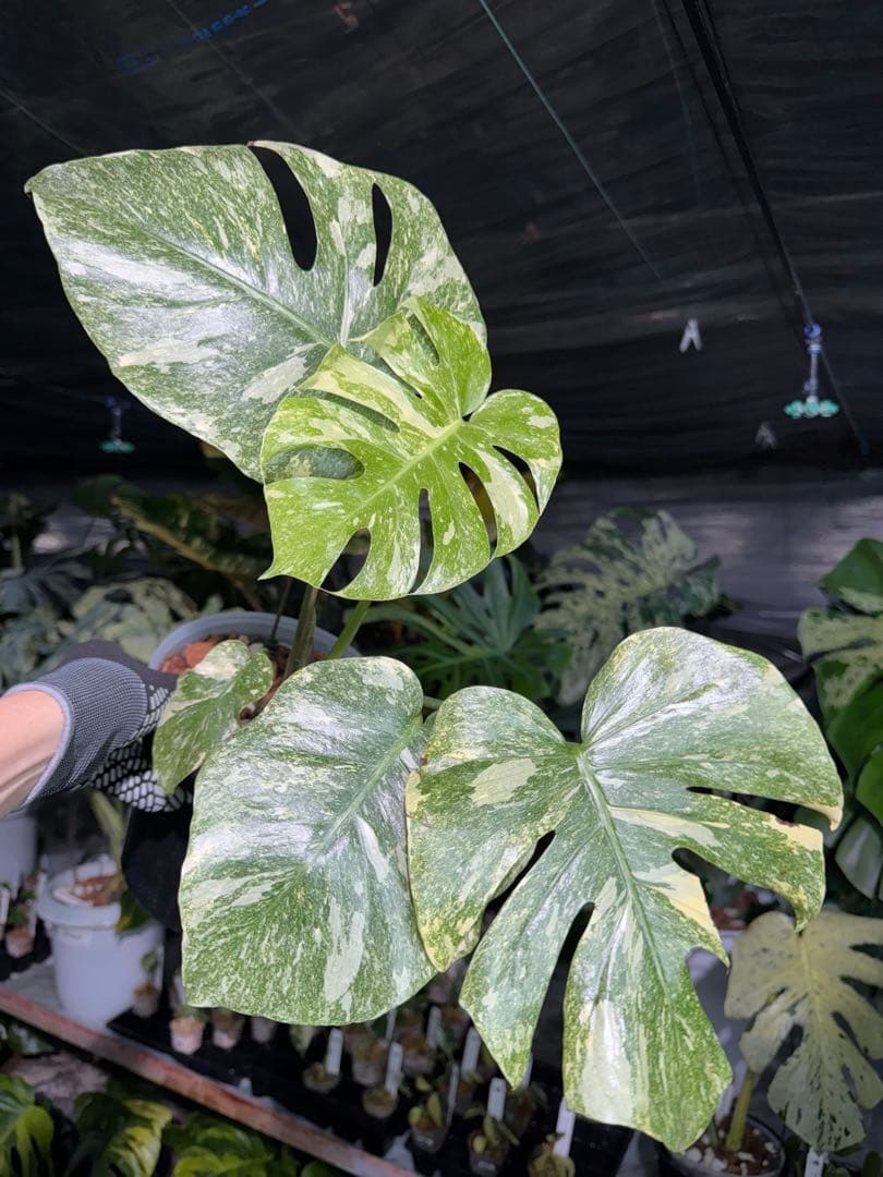 2モンステラ　レガシー　美斑入り　送料込み