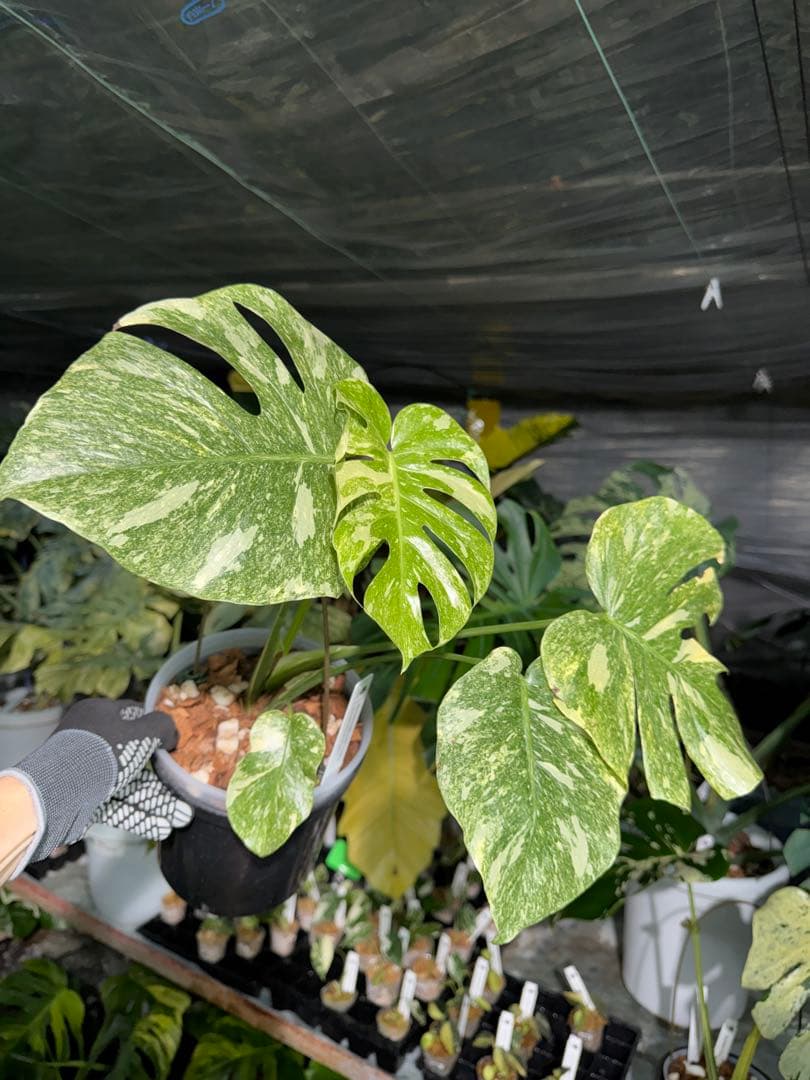 2モンステラ　レガシー　美斑入り　送料込み