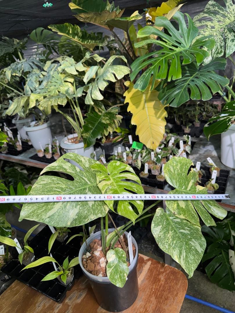 2モンステラ　レガシー　美斑入り　送料込み