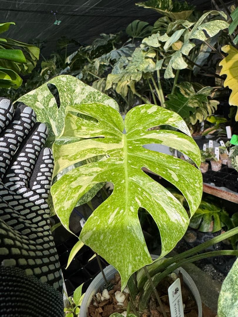 2モンステラ　レガシー　美斑入り　送料込み