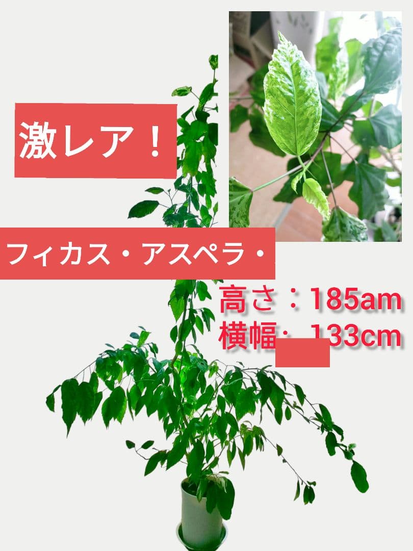 激レア❗️【手渡し・配送は要相談】斑入り観葉植物 フィカス・アスペラ・パーセリー