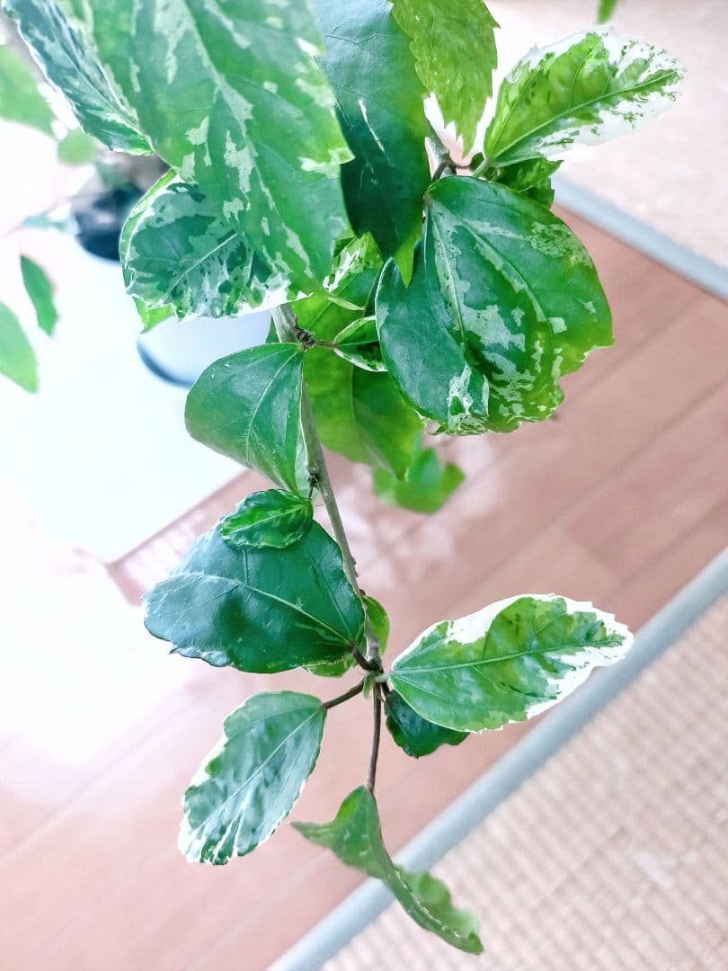 激レア❗️【手渡し・配送は要相談】斑入り観葉植物 フィカス・アスペラ・パーセリー