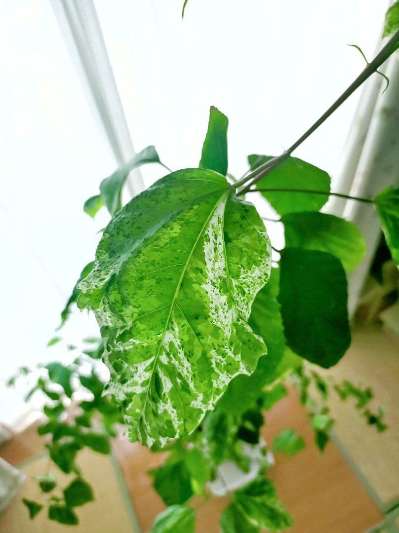 激レア❗️【手渡し・配送は要相談】斑入り観葉植物 フィカス・アスペラ・パーセリー