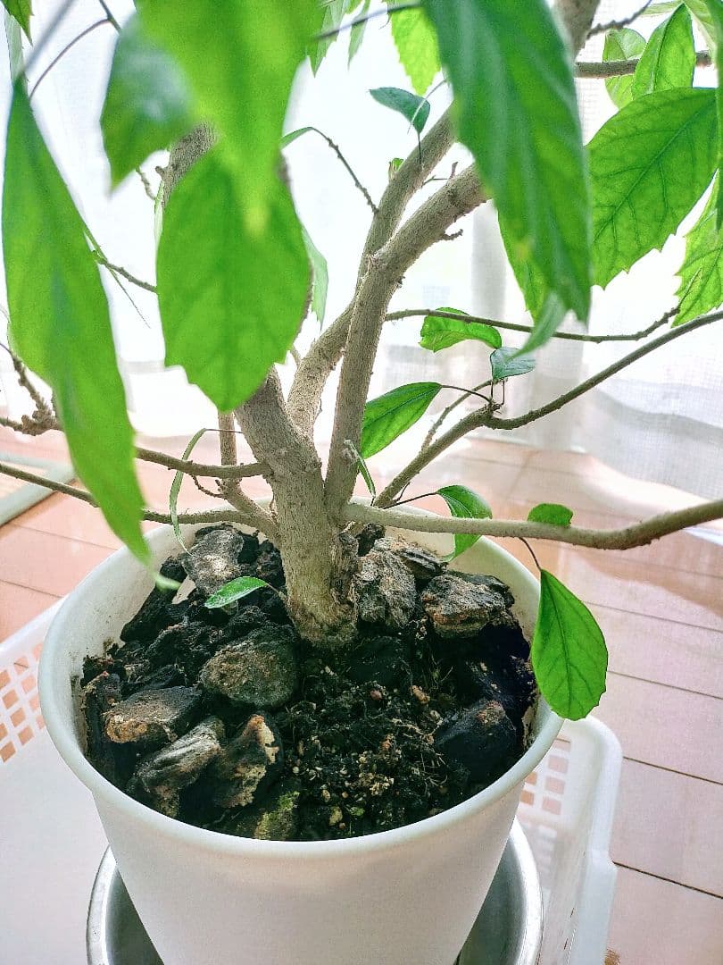 激レア❗️【手渡し・配送は要相談】斑入り観葉植物 フィカス・アスペラ・パーセリー