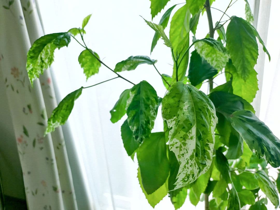 激レア❗️【手渡し・配送は要相談】斑入り観葉植物 フィカス・アスペラ・パーセリー