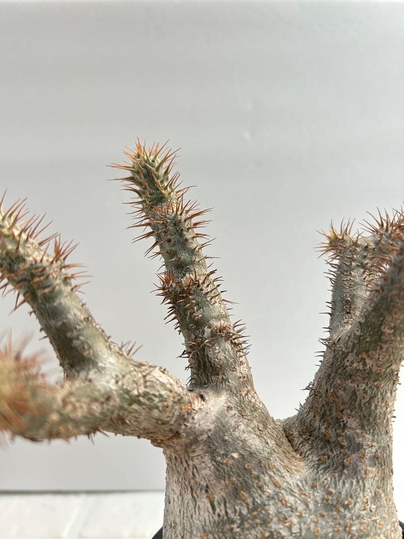 パキポディウム・グラキリス(現地球、発根済み)