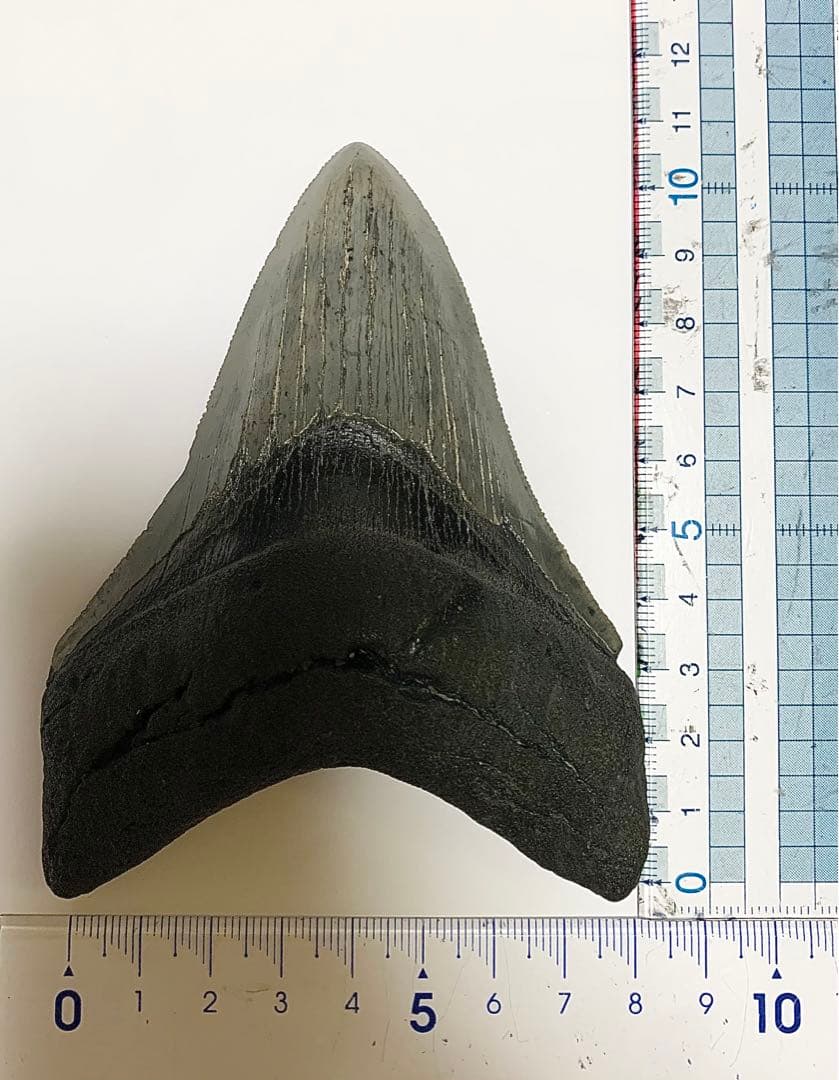 メガロドン　歯の化石　110㎜