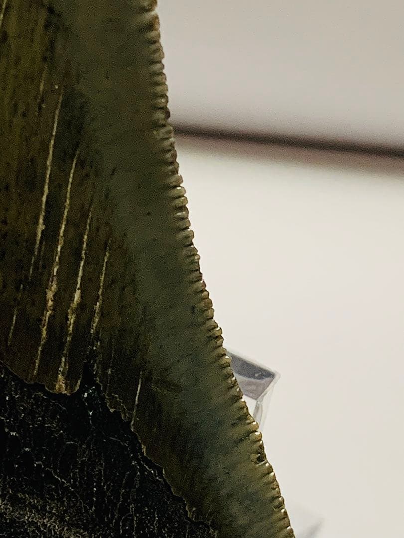 メガロドン　歯の化石　110㎜