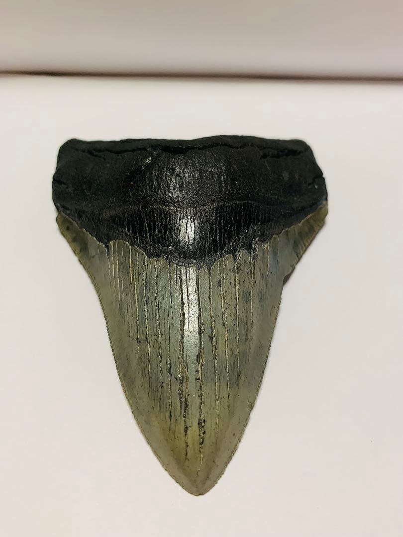 メガロドン　歯の化石　110㎜