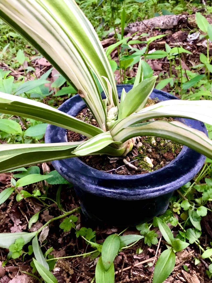 縁起植物＊希少苗＊大株【斑入りオモト＊万年青】つぼみあり＊新芽どっさり