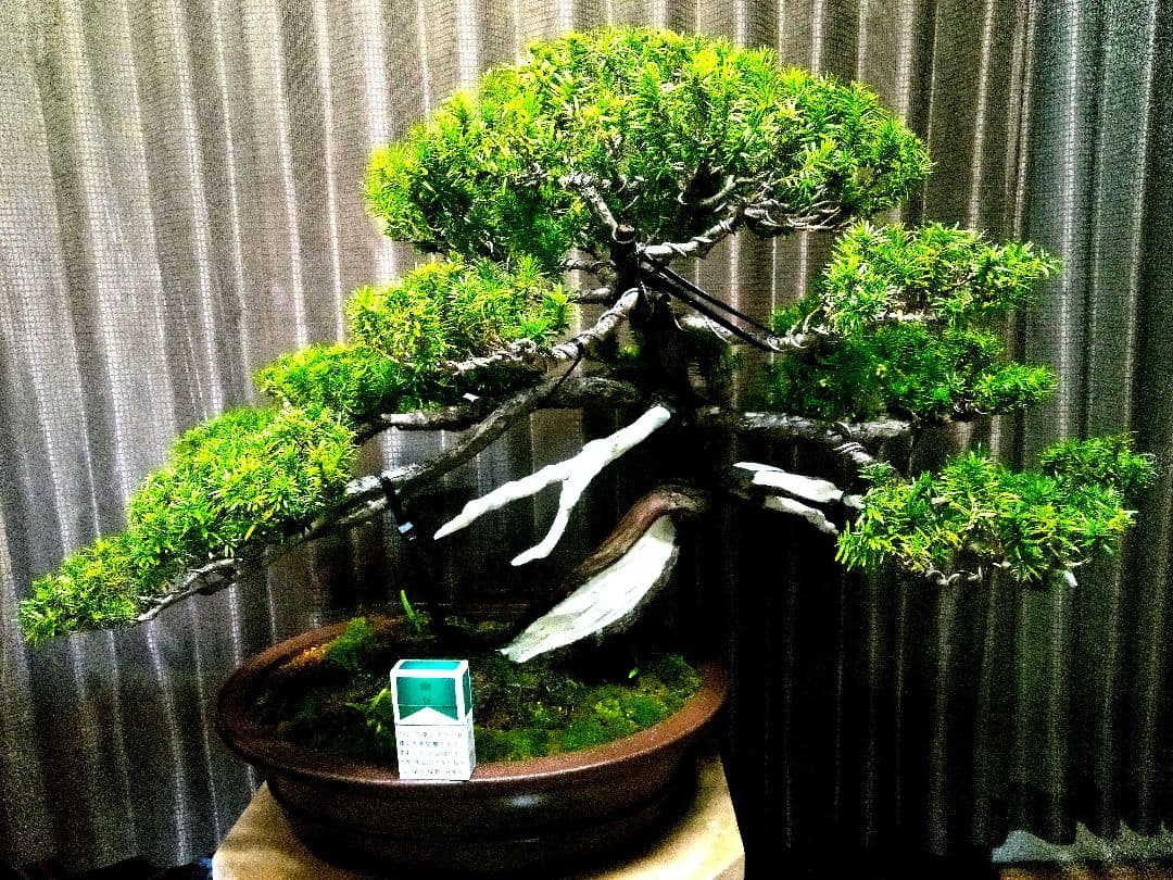 【大型　一位盆栽】真柏　　　　　⭕ド迫力❗希少価値品‼️