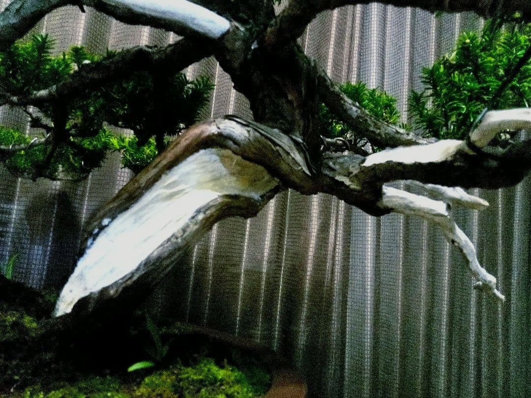 【大型　一位盆栽】真柏　　　　　⭕ド迫力❗希少価値品‼️