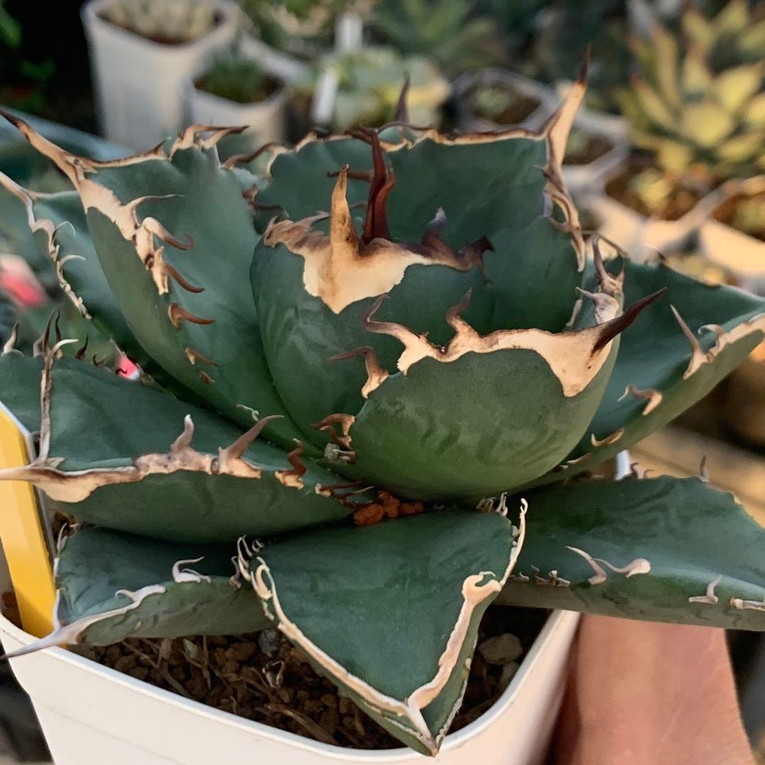 アガベ チタノタ ダイヤ ライト育成株